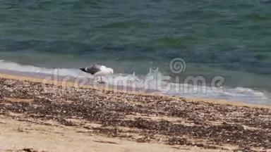 海鸥站在靠近海岸的海滩上